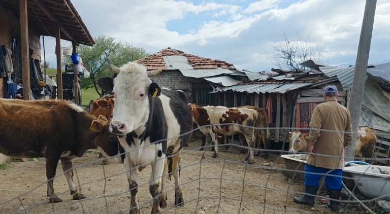 Blegtoria në zhdukje, 67-vjeçari mban gjallë fermën e fundit në Karkavec të Përrenjasit