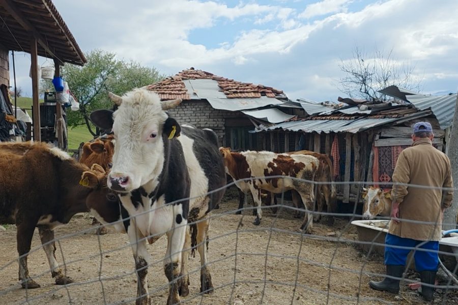 Blegtoria në zhdukje, 67-vjeçari mban gjallë fermën e fundit në Karkavec të Përrenjasit