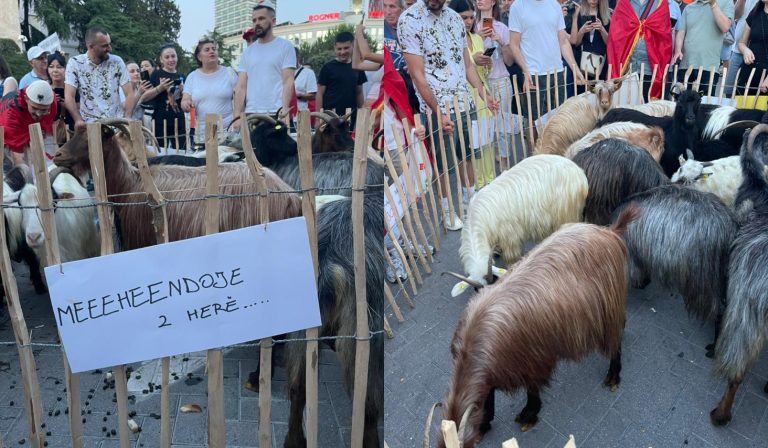 “Ndaloni ekocidin”, dhentë bashkohen në marshim. Mënyra e veçantë e të moshuarit për të protestuar (VIDEO)