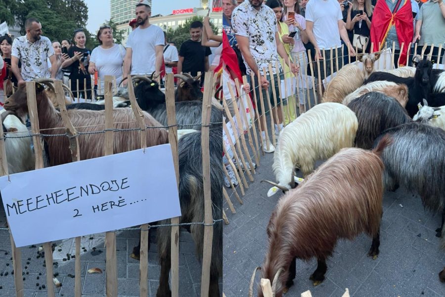 “Ndaloni ekocidin”, dhentë bashkohen në marshim. Mënyra e veçantë e të moshuarit për të protestuar (VIDEO)