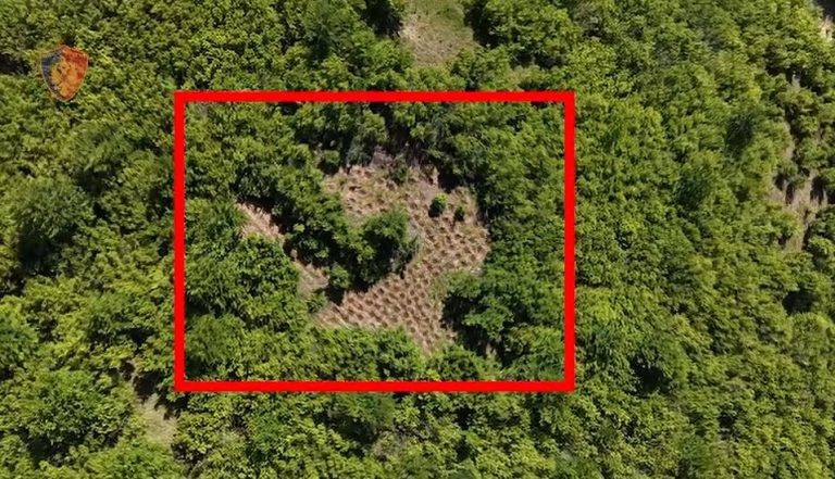 Kishte kultivuar 300 bimë narkotike në pyll dhe i ruante me armë, arrestohet 43-vjeçari