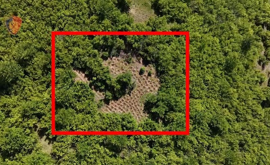 Kishte kultivuar 300 bimë narkotike në pyll dhe i ruante me armë, arrestohet 43-vjeçari