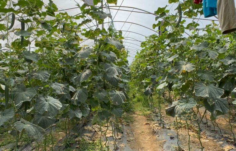 Fermerët e kastravecit në Elbasan, diferenca mes fermës dhe tregut rrit pakënaqësinë e prodhuesve
