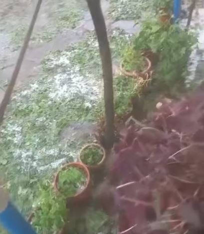 Breshëri shkatërron prodhimet bujqësore në Drizë të Gramshit (VIDEO)