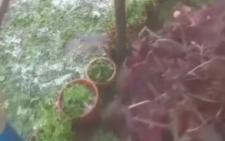 Breshëri shkatërron prodhimet bujqësore në Drizë të Gramshit (VIDEO)