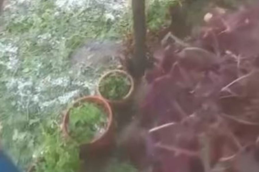 Breshëri shkatërron prodhimet bujqësore në Drizë të Gramshit (VIDEO)