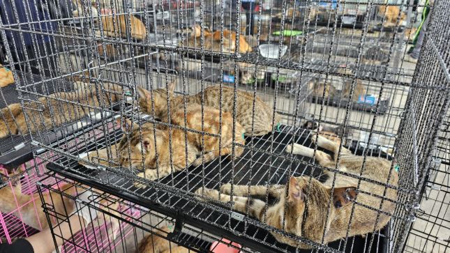 Policia në Vietnam shpëton më shumë se 400 mace të destinuara për ushqim