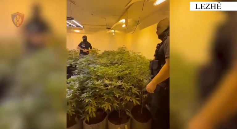 Zbulohen 5 ambiente për kultivimin e kanabisit në Lezhë, arrestohen 2 persona dhe procedohen 4 punonjës të OSHEE-së (VIDEO)