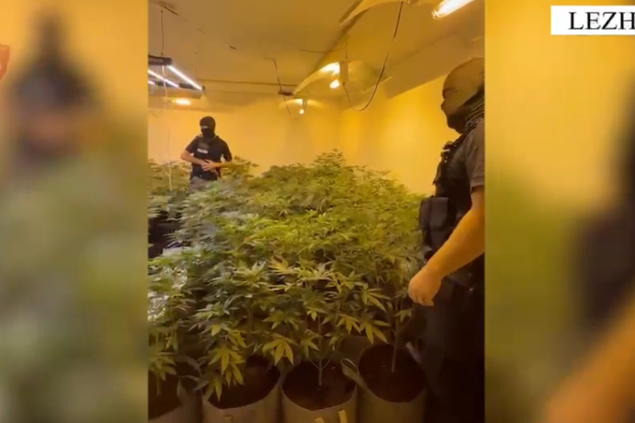Zbulohen 5 ambiente për kultivimin e kanabisit në Lezhë, arrestohen 2 persona dhe procedohen 4 punonjës të OSHEE-së (VIDEO)