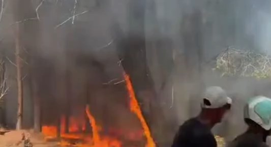 Zjarr i përmasave të mëdha në pyllin e Sodës, rrezikohen sipërfaqe pyjore (VIDEO)