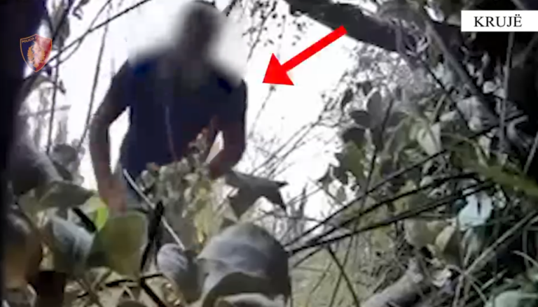 Kishin kultivuar bimë narkotike në Krujë, kapen në flagrancë 2 persona. Me precedentë të mëparshëm penal (VIDEO)