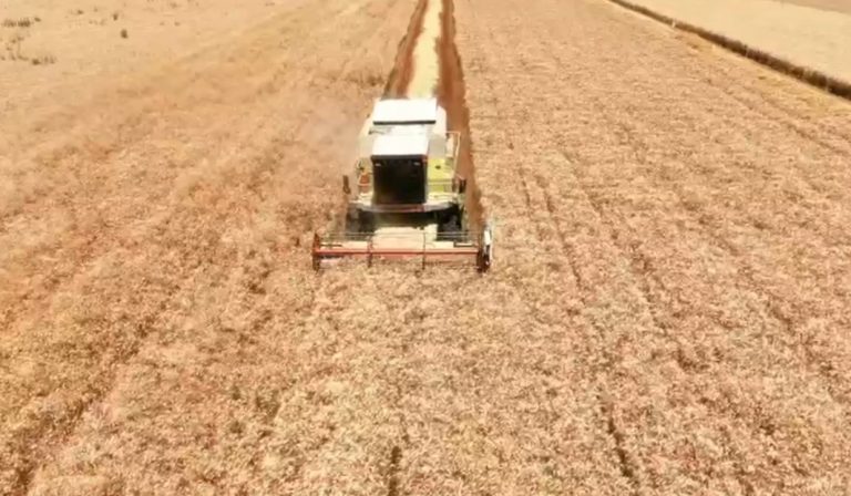 Çmimi i ulët i grurit penalizon fermerët e Maliqit: Nuk marrim as djersën tonë