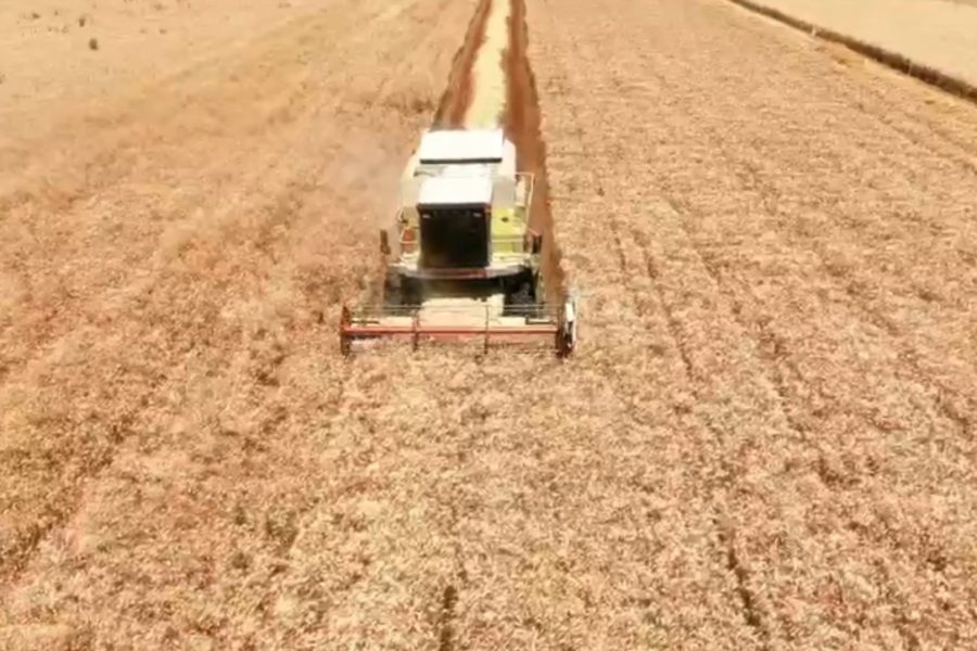 Çmimi i ulët i grurit penalizon fermerët e Maliqit: Nuk marrim as djersën tonë