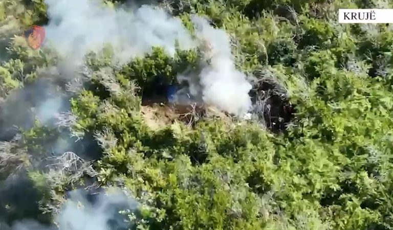 Kultivuan 42 bimë narkotike në Krujë, kapet 31-vjeçari, në kërkim bashkëpunëtori