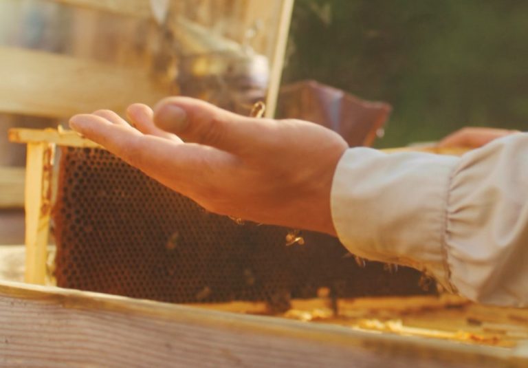 Shtohen alergjitë nga pickimet e insekteve, mjeku: Kujdes nga grerëza!