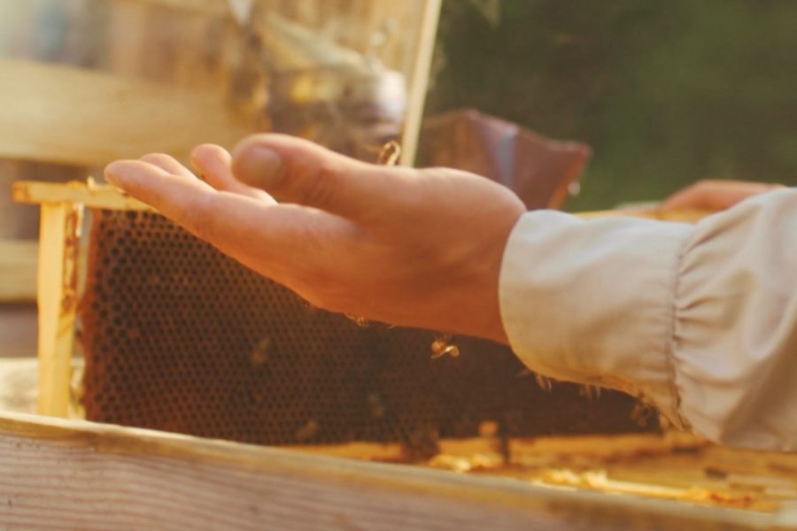 Shtohen alergjitë nga pickimet e insekteve, mjeku: Kujdes nga grerëza!
