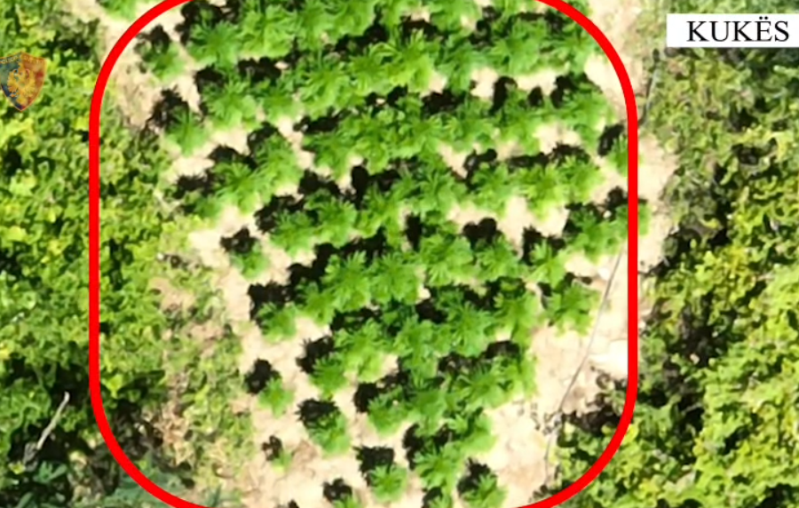 Babë e bir shpallen në kërkim për kultivim kanabisi në Kukës, procedohet edhe kryeplaku i fshatit