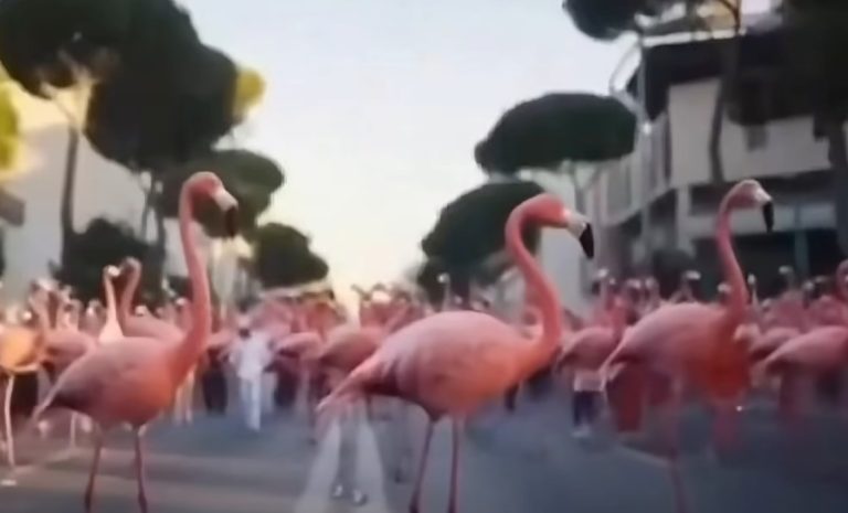 Balla ironizon protestën: Nuk është më e flamingove, por e Saliut
