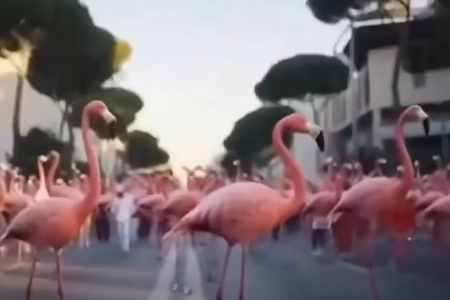 Balla ironizon protestën: Nuk është më e flamingove, por e Saliut
