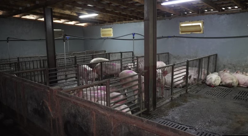 Serbia shpall gjendje të jashtëzakonshme, ethet afrikane të derrit përhapen në 52 zona