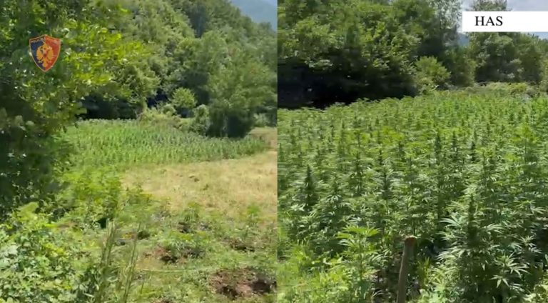 Goditet një rast i kultivimit të bimëve narkotike në Has, arrestohen babë e bir, djali tjetër në kërkim