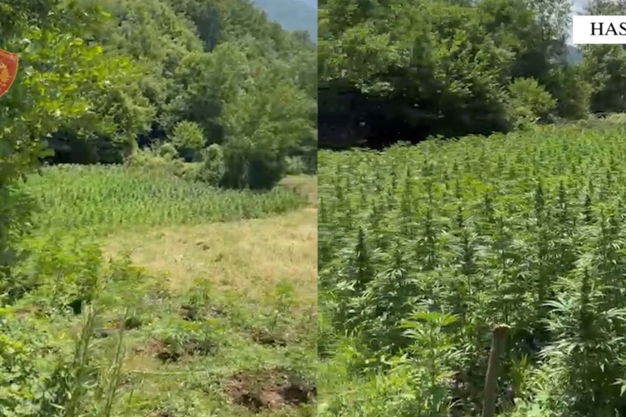 Goditet një rast i kultivimit të bimëve narkotike në Has, arrestohen babë e bir, djali tjetër në kërkim