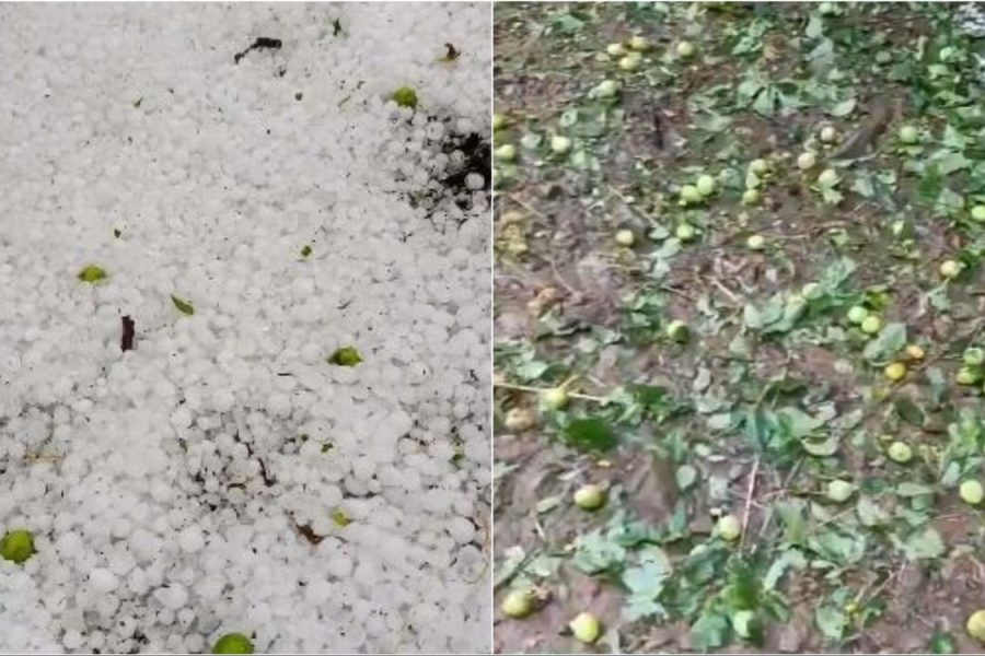 Breshëri godet Zavalinën në Elbasan, dëme të mëdha në pemët frutore dhe kulturat bujqësore (VIDEO)