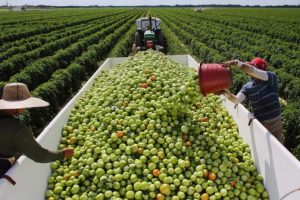 Qeveria miraton garancinë sovrane, 5 miliardë lekë mbështetje për fermerët dhe bizneset e vogla