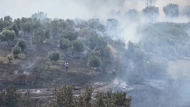 Përfshihet nga zjarri sipërfaqja me ullinj në Fier, zjarrfikëse në vendngjarje